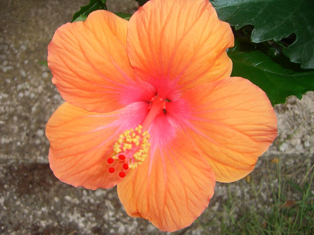 Hibiscus